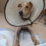 Swastika Mukherjee Instagram - Please donate and save this doggo 🙏🏻🙏🏻 Bank details to make a donation - Account number - 921020027695506 Name - Mypalclub Foundation Bank Name - The Axis Bank Ltd Location - Chitalsar, Thane IFSC code - UTIB0004710 Type of a/c - Current To donate via Gpay or any app, please scan the QR code. Details below. Posted @withregram • @mypalclub URGENT FUNDS NEEDED!! JARVIS, one of our lifetime wards has been diagnosed with oral melanoma - a form of cancer in the mouth. We noticed a swelling in his mouth in the second week of January and with 10 days, the growth has spread aggressively, occupying a major portion of his lower mandible. After consulting with his primary and specialist vets, we now have the option to have a surgery called a Mandibulectomy - removing the lower portion of his jaw, since this is the area affected with cancer at this time. There is no metastasis at this time and hence the vets have recommended this surgery for him. Jarvis is only 6 years old and he has a long life ahead. If there is any way we can help him live more years peacefully and without pain, we would choose to do that. The cost of the surgery alone is INR 85,000 and the rest of his care will definitely cost a lot. We want to give Jarvis a chance. He deserves this chance. Please please help Jarvis. Without your help, we will not be able to go ahead with this surgery and give him a chance to live. The vets have told us that the longer we wait, the more the chances are or things getting much worse. Every donation made is eligible to receive tax exemption too. Bank details to make a donation - Account number - 921020027695506 Name - Mypalclub Foundation Bank Name - The Axis Bank Ltd Location - Chitalsar, Thane IFSC code - UTIB0004710 Type of a/c - Current To donate via Gpay or any app, please scan the QR code. All donations are eligible to receive 80G tax exemption. Please send us your details so that we can send you the receipt. DM us @mypalclub on Instagram or email us on mypalclubfoundation@gmail.com You can also donate via the link - https://www.ketto.org/fundraiser/helpmypalclubfoundation