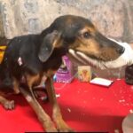 Swastika Mukherjee Instagram - Do watch the miracle recovery 🙏 . So it's almost 4 months ago we rescued another case of the distemper virus. It was heart-touching to see her in that condition. We immediately rescued her and started the treatment, doctor told she can't survive but we didn't give up we provided daily treatment and food with all your wishes and support Coco is finally safe now @iswechchha thankyou so much mam for supporting us. 🙏❤️ . . . .@swastikamukherjee13 Thankyou so much mam 🙏. . . . . . . . . . . . . . . . . . . . . . #reels #reelsinstagram #recovery #dogoftheday #reekarofeelkaro #trending #streetdogs #featured #love #adopt #rescue #dog #instagood #instaviral #treatment
