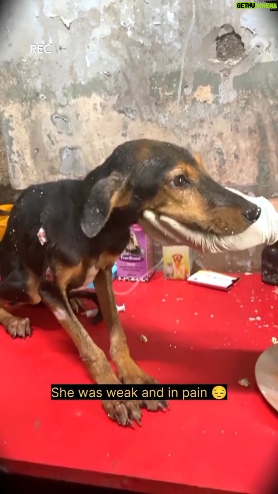 Swastika Mukherjee Instagram - Do watch the miracle recovery π . So it's almost 4 months ago we rescued another case of the distemper virus. It was heart-touching to see her in that condition. We immediately rescued her and started the treatment, doctor told she can't survive but we didn't give up we provided daily treatment and food with all your wishes and support Coco is finally safe now @iswechchha thankyou so much mam for supporting us. πβ€οΈ . . . .@swastikamukherjee13 Thankyou so much mam π. . . . . . . . . . . . . . . . . . . . . . #reels #reelsinstagram #recovery #dogoftheday #reekarofeelkaro #trending #streetdogs #featured #love #adopt #rescue #dog #instagood #instaviral #treatment