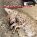Swastika Mukherjee Instagram - Posted @withregram • @animal_rehab.shelter_byaditi Reposted from @vjrangare Please tag, share and bring as much attention as possible! Location: Kachrali Lake, Thane West I’ve received a heart-wrenching video from Thane, illustrating the heartless act of dumping newborn kittens and cats, resulting in their tragic demise due to inadequate attention and care. Although a local feeder endeavors to provide sustenance, it proves insufficient; the small kittens require feeding every two hours. To Thane’s compassionate animal lovers, feeders, and activists, 1 implore you to step forward. Whether fostering them temporarily or contributing by providing nourishment, your help is crucial. Furthermore, vigilance against this dumping and proactive measures to halt it are imperative. Remember, relocation constitutes a crime, and the accused can face charges under relevant animal cruelty sections. If you witness any incidents of animal dumping, please don’t hesitate to contact me. Together, let’s be the advocates for these innocent lives in need.