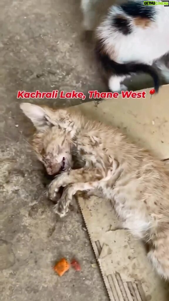 Swastika Mukherjee Instagram - Posted @withregram • @animal_rehab.shelter_byaditi Reposted from @vjrangare Please tag, share and bring as much attention as possible! Location: Kachrali Lake, Thane West I’ve received a heart-wrenching video from Thane, illustrating the heartless act of dumping newborn kittens and cats, resulting in their tragic demise due to inadequate attention and care. Although a local feeder endeavors to provide sustenance, it proves insufficient; the small kittens require feeding every two hours. To Thane’s compassionate animal lovers, feeders, and activists, 1 implore you to step forward. Whether fostering them temporarily or contributing by providing nourishment, your help is crucial. Furthermore, vigilance against this dumping and proactive measures to halt it are imperative. Remember, relocation constitutes a crime, and the accused can face charges under relevant animal cruelty sections. If you witness any incidents of animal dumping, please don’t hesitate to contact me. Together, let’s be the advocates for these innocent lives in need.