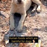 Swastika Mukherjee Instagram - Do read the caption 👇 1 . CHOCOLATE However enticing chocolate is for humans and dogs alike, chocolate is another poisonous food for dogs. Chocolate contains a stimulant called theobromine (dark chocolate has the highest content of this) which is toxic to dogs and can cause kidney failure. 2 . ARTIFICIAL SWEETENER Our desire for sweet treats, chewing gum and drinks together with low-fat, However, if your dog digests one of these sweetened foods they can go into hypoglycaemia which is linked to liver failure and blood clotting disorders. 3 . AVOCADO Avocados are another poisonous food for dogs. Avocado plants contain a substance called Persin which is in its leaves, fruit and seed and can cause vomiting and diarrhoea in dogs. 4 .Coffee, Tea, and Other Caffeine Give your dog toys if you want them to be perky. Caffeine can be fatal.  Watch out for coffee and tea, even the beans and the grounds. Keep your dog away from cocoa, chocolate, colas, and energy drinks. 5 . Alcohol Alcohol has the same effect on a dog’s liver and brain that it has on people. But it takes a lot less to hurt your dog. It can cause vomiting, diarrhea, coordination problems, breathing problems, coma, even death . 6 . Nuts While they may seem healthy, avoid giving your dog any nuts to eat. Their size makes them a choking hazard, and they are high in fat . They can cause your dog to suffer from an inability to walk, vomiting, lethargy and tremors. Yeast Dough Yeast dough can rise and cause gas to accumulate in your pet’s digestive system, or dehydrated -- away from your dog. They can kill their red blood cells, causing anemia. 9 . Grapes and Raisins There are better treats to give your dog.  Grapes and raisins can cause kidney failure in dogs. And just a small amount can make a dog sick. 10 . Yeast Dough Yeast dough can rise and cause gas to accumulate in your pet’s digestive system . Share with your friends 🙏 . . . . . . #reels #awareness #featured #instagood #dogsofinstagram