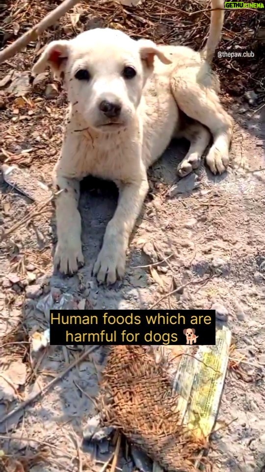 Swastika Mukherjee Instagram Do read the caption 👇 1 . CHOCOLATE