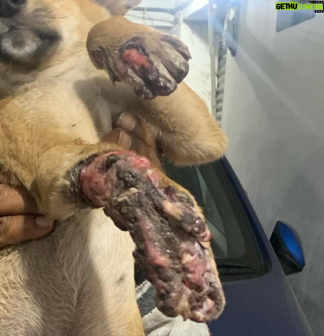Swastika Mukherjee Instagram - Do you realize that, instead of enjoying playtime and running around, this puppy is facing leg amputation due to the reckless driving of a human being? Tomorrow, 3rd Feb at 7 pm, the puppy is scheduled for surgery, and we are again facing a shortage of funds. We urgently need approximately 6000/-, covering both the surgery and post-operative care. Your assistance would be greatly appreciated. ‼️ PAYMENT DETAILS ARE GIVEN IN THE LAST SLIDE ‼️ Accident Occurred in : Shibrampally, Haiderpara 📍 Siliguri