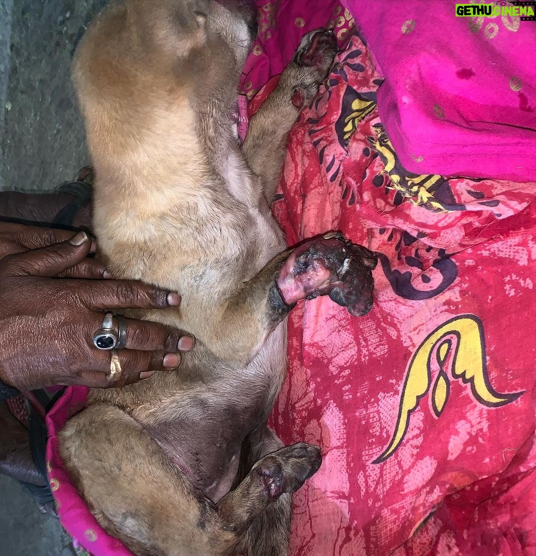 Swastika Mukherjee Instagram - Do you realize that, instead of enjoying playtime and running around, this puppy is facing leg amputation due to the reckless driving of a human being? Tomorrow, 3rd Feb at 7 pm, the puppy is scheduled for surgery, and we are again facing a shortage of funds. We urgently need approximately 6000/-, covering both the surgery and post-operative care. Your assistance would be greatly appreciated. ‼️ PAYMENT DETAILS ARE GIVEN IN THE LAST SLIDE ‼️ Accident Occurred in : Shibrampally, Haiderpara 📍 Siliguri