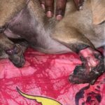 Swastika Mukherjee Instagram - Do you realize that, instead of enjoying playtime and running around, this puppy is facing leg amputation due to the reckless driving of a human being? Tomorrow, 3rd Feb at 7 pm, the puppy is scheduled for surgery, and we are again facing a shortage of funds. We urgently need approximately 6000/-, covering both the surgery and post-operative care. Your assistance would be greatly appreciated. ‼️ PAYMENT DETAILS ARE GIVEN IN THE LAST SLIDE ‼️ Accident Occurred in : Shibrampally, Haiderpara 📍 Siliguri