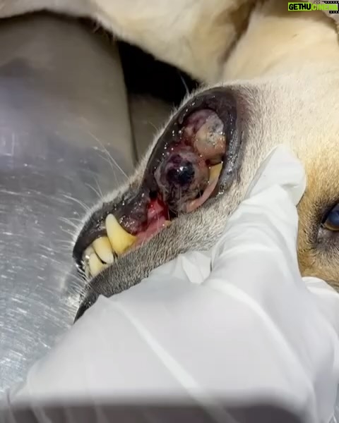 Swastika Mukherjee Instagram - Please donate and save this doggo ππ»ππ» Bank details to make a donation - Account number - 921020027695506 Name - Mypalclub Foundation Bank Name - The Axis Bank Ltd Location - Chitalsar, Thane IFSC code - UTIB0004710 Type of a/c - Current To donate via Gpay or any app, please scan the QR code. Details below. Posted @withregram β’ @mypalclub URGENT FUNDS NEEDED!! JARVIS, one of our lifetime wards has been diagnosed with oral melanoma - a form of cancer in the mouth. We noticed a swelling in his mouth in the second week of January and with 10 days, the growth has spread aggressively, occupying a major portion of his lower mandible. After consulting with his primary and specialist vets, we now have the option to have a surgery called a Mandibulectomy - removing the lower portion of his jaw, since this is the area affected with cancer at this time. There is no metastasis at this time and hence the vets have recommended this surgery for him. Jarvis is only 6 years old and he has a long life ahead. If there is any way we can help him live more years peacefully and without pain, we would choose to do that. The cost of the surgery alone is INR 85,000 and the rest of his care will definitely cost a lot. We want to give Jarvis a chance. He deserves this chance. Please please help Jarvis. Without your help, we will not be able to go ahead with this surgery and give him a chance to live. The vets have told us that the longer we wait, the more the chances are or things getting much worse. Every donation made is eligible to receive tax exemption too. Bank details to make a donation - Account number - 921020027695506 Name - Mypalclub Foundation Bank Name - The Axis Bank Ltd Location - Chitalsar, Thane IFSC code - UTIB0004710 Type of a/c - Current To donate via Gpay or any app, please scan the QR code. All donations are eligible to receive 80G tax exemption. Please send us your details so that we can send you the receipt. DM us @mypalclub on Instagram or email us on mypalclubfoundation@gmail.com You can also donate via the link - https://www.ketto.org/fundraiser/helpmypalclubfoundation