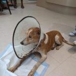 Swastika Mukherjee Instagram - Please donate and save this doggo 🙏🏻🙏🏻 Bank details to make a donation - Account number - 921020027695506 Name - Mypalclub Foundation Bank Name - The Axis Bank Ltd Location - Chitalsar, Thane IFSC code - UTIB0004710 Type of a/c - Current To donate via Gpay or any app, please scan the QR code. Details below. Posted @withregram • @mypalclub URGENT FUNDS NEEDED!! JARVIS, one of our lifetime wards has been diagnosed with oral melanoma - a form of cancer in the mouth. We noticed a swelling in his mouth in the second week of January and with 10 days, the growth has spread aggressively, occupying a major portion of his lower mandible. After consulting with his primary and specialist vets, we now have the option to have a surgery called a Mandibulectomy - removing the lower portion of his jaw, since this is the area affected with cancer at this time. There is no metastasis at this time and hence the vets have recommended this surgery for him. Jarvis is only 6 years old and he has a long life ahead. If there is any way we can help him live more years peacefully and without pain, we would choose to do that. The cost of the surgery alone is INR 85,000 and the rest of his care will definitely cost a lot. We want to give Jarvis a chance. He deserves this chance. Please please help Jarvis. Without your help, we will not be able to go ahead with this surgery and give him a chance to live. The vets have told us that the longer we wait, the more the chances are or things getting much worse. Every donation made is eligible to receive tax exemption too. Bank details to make a donation - Account number - 921020027695506 Name - Mypalclub Foundation Bank Name - The Axis Bank Ltd Location - Chitalsar, Thane IFSC code - UTIB0004710 Type of a/c - Current To donate via Gpay or any app, please scan the QR code. All donations are eligible to receive 80G tax exemption. Please send us your details so that we can send you the receipt. DM us @mypalclub on Instagram or email us on mypalclubfoundation@gmail.com You can also donate via the link - https://www.ketto.org/fundraiser/helpmypalclubfoundation