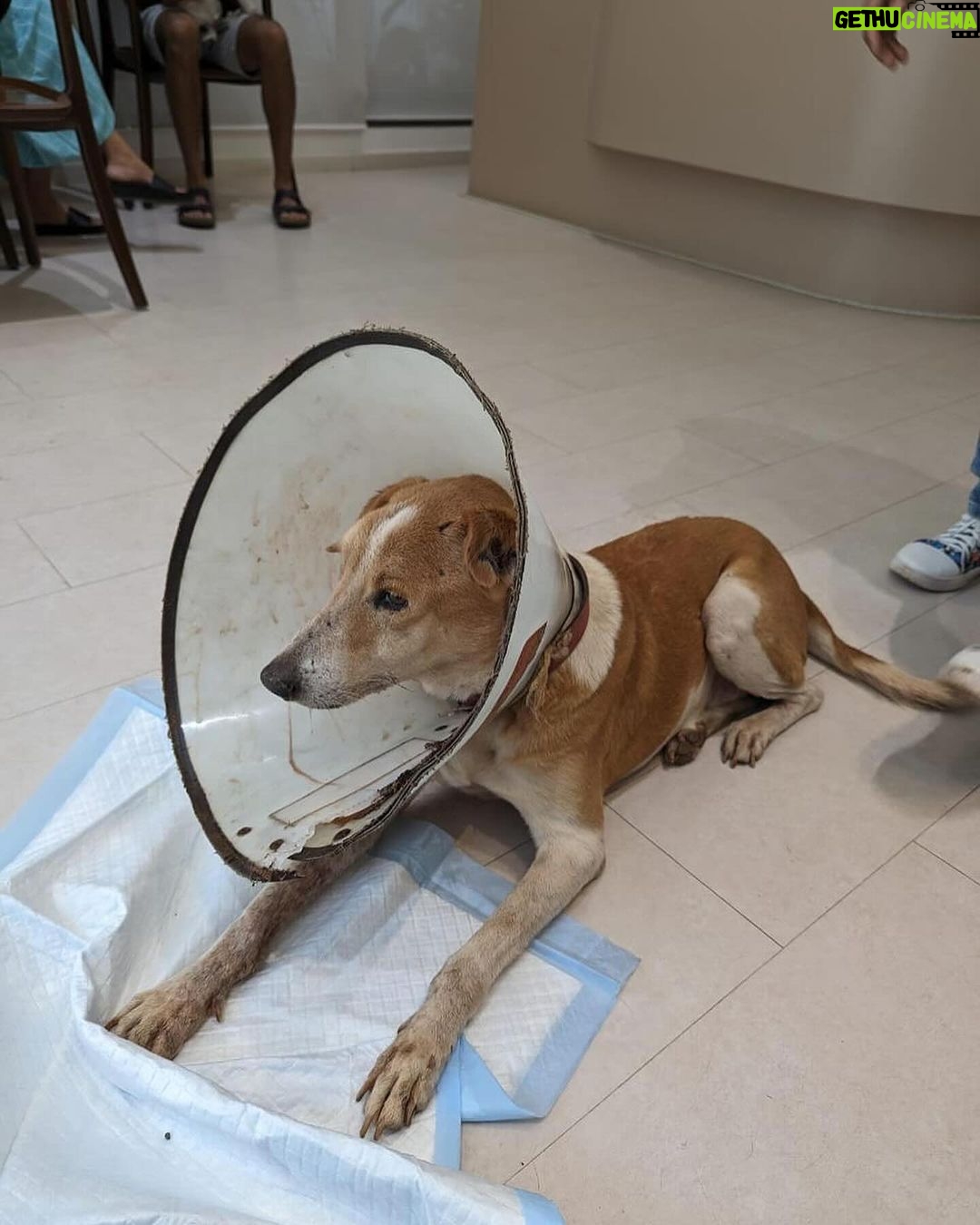 Swastika Mukherjee Instagram - Please donate and save this doggo ππ»ππ» Bank details to make a donation - Account number - 921020027695506 Name - Mypalclub Foundation Bank Name - The Axis Bank Ltd Location - Chitalsar, Thane IFSC code - UTIB0004710 Type of a/c - Current To donate via Gpay or any app, please scan the QR code. Details below. Posted @withregram β’ @mypalclub URGENT FUNDS NEEDED!! JARVIS, one of our lifetime wards has been diagnosed with oral melanoma - a form of cancer in the mouth. We noticed a swelling in his mouth in the second week of January and with 10 days, the growth has spread aggressively, occupying a major portion of his lower mandible. After consulting with his primary and specialist vets, we now have the option to have a surgery called a Mandibulectomy - removing the lower portion of his jaw, since this is the area affected with cancer at this time. There is no metastasis at this time and hence the vets have recommended this surgery for him. Jarvis is only 6 years old and he has a long life ahead. If there is any way we can help him live more years peacefully and without pain, we would choose to do that. The cost of the surgery alone is INR 85,000 and the rest of his care will definitely cost a lot. We want to give Jarvis a chance. He deserves this chance. Please please help Jarvis. Without your help, we will not be able to go ahead with this surgery and give him a chance to live. The vets have told us that the longer we wait, the more the chances are or things getting much worse. Every donation made is eligible to receive tax exemption too. Bank details to make a donation - Account number - 921020027695506 Name - Mypalclub Foundation Bank Name - The Axis Bank Ltd Location - Chitalsar, Thane IFSC code - UTIB0004710 Type of a/c - Current To donate via Gpay or any app, please scan the QR code. All donations are eligible to receive 80G tax exemption. Please send us your details so that we can send you the receipt. DM us @mypalclub on Instagram or email us on mypalclubfoundation@gmail.com You can also donate via the link - https://www.ketto.org/fundraiser/helpmypalclubfoundation
