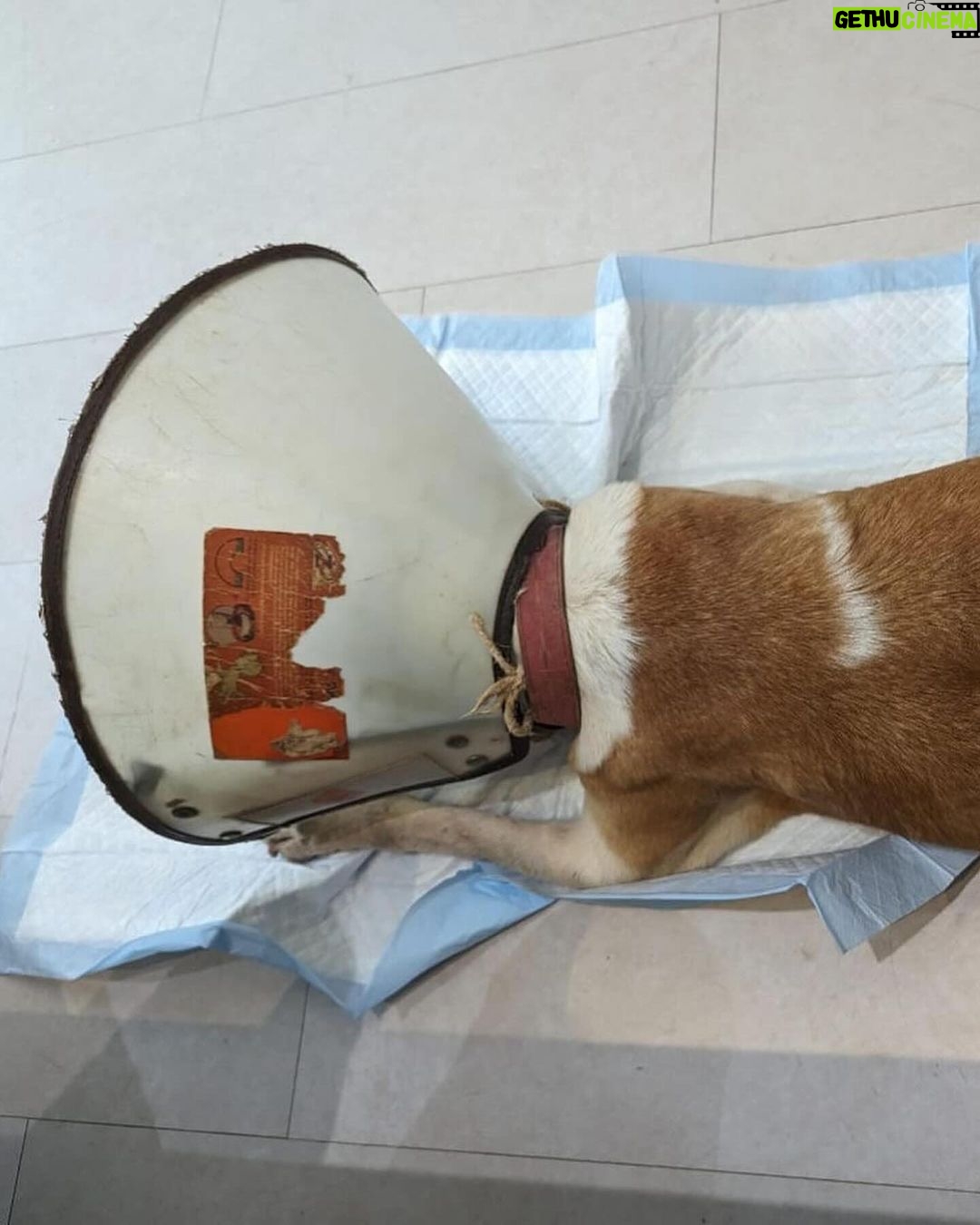 Swastika Mukherjee Instagram - Please donate and save this doggo ππ»ππ» Bank details to make a donation - Account number - 921020027695506 Name - Mypalclub Foundation Bank Name - The Axis Bank Ltd Location - Chitalsar, Thane IFSC code - UTIB0004710 Type of a/c - Current To donate via Gpay or any app, please scan the QR code. Details below. Posted @withregram β’ @mypalclub URGENT FUNDS NEEDED!! JARVIS, one of our lifetime wards has been diagnosed with oral melanoma - a form of cancer in the mouth. We noticed a swelling in his mouth in the second week of January and with 10 days, the growth has spread aggressively, occupying a major portion of his lower mandible. After consulting with his primary and specialist vets, we now have the option to have a surgery called a Mandibulectomy - removing the lower portion of his jaw, since this is the area affected with cancer at this time. There is no metastasis at this time and hence the vets have recommended this surgery for him. Jarvis is only 6 years old and he has a long life ahead. If there is any way we can help him live more years peacefully and without pain, we would choose to do that. The cost of the surgery alone is INR 85,000 and the rest of his care will definitely cost a lot. We want to give Jarvis a chance. He deserves this chance. Please please help Jarvis. Without your help, we will not be able to go ahead with this surgery and give him a chance to live. The vets have told us that the longer we wait, the more the chances are or things getting much worse. Every donation made is eligible to receive tax exemption too. Bank details to make a donation - Account number - 921020027695506 Name - Mypalclub Foundation Bank Name - The Axis Bank Ltd Location - Chitalsar, Thane IFSC code - UTIB0004710 Type of a/c - Current To donate via Gpay or any app, please scan the QR code. All donations are eligible to receive 80G tax exemption. Please send us your details so that we can send you the receipt. DM us @mypalclub on Instagram or email us on mypalclubfoundation@gmail.com You can also donate via the link - https://www.ketto.org/fundraiser/helpmypalclubfoundation