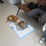 Swastika Mukherjee Instagram - Please donate and save this doggo 🙏🏻🙏🏻 Bank details to make a donation - Account number - 921020027695506 Name - Mypalclub Foundation Bank Name - The Axis Bank Ltd Location - Chitalsar, Thane IFSC code - UTIB0004710 Type of a/c - Current To donate via Gpay or any app, please scan the QR code. Details below. Posted @withregram • @mypalclub URGENT FUNDS NEEDED!! JARVIS, one of our lifetime wards has been diagnosed with oral melanoma - a form of cancer in the mouth. We noticed a swelling in his mouth in the second week of January and with 10 days, the growth has spread aggressively, occupying a major portion of his lower mandible. After consulting with his primary and specialist vets, we now have the option to have a surgery called a Mandibulectomy - removing the lower portion of his jaw, since this is the area affected with cancer at this time. There is no metastasis at this time and hence the vets have recommended this surgery for him. Jarvis is only 6 years old and he has a long life ahead. If there is any way we can help him live more years peacefully and without pain, we would choose to do that. The cost of the surgery alone is INR 85,000 and the rest of his care will definitely cost a lot. We want to give Jarvis a chance. He deserves this chance. Please please help Jarvis. Without your help, we will not be able to go ahead with this surgery and give him a chance to live. The vets have told us that the longer we wait, the more the chances are or things getting much worse. Every donation made is eligible to receive tax exemption too. Bank details to make a donation - Account number - 921020027695506 Name - Mypalclub Foundation Bank Name - The Axis Bank Ltd Location - Chitalsar, Thane IFSC code - UTIB0004710 Type of a/c - Current To donate via Gpay or any app, please scan the QR code. All donations are eligible to receive 80G tax exemption. Please send us your details so that we can send you the receipt. DM us @mypalclub on Instagram or email us on mypalclubfoundation@gmail.com You can also donate via the link - https://www.ketto.org/fundraiser/helpmypalclubfoundation