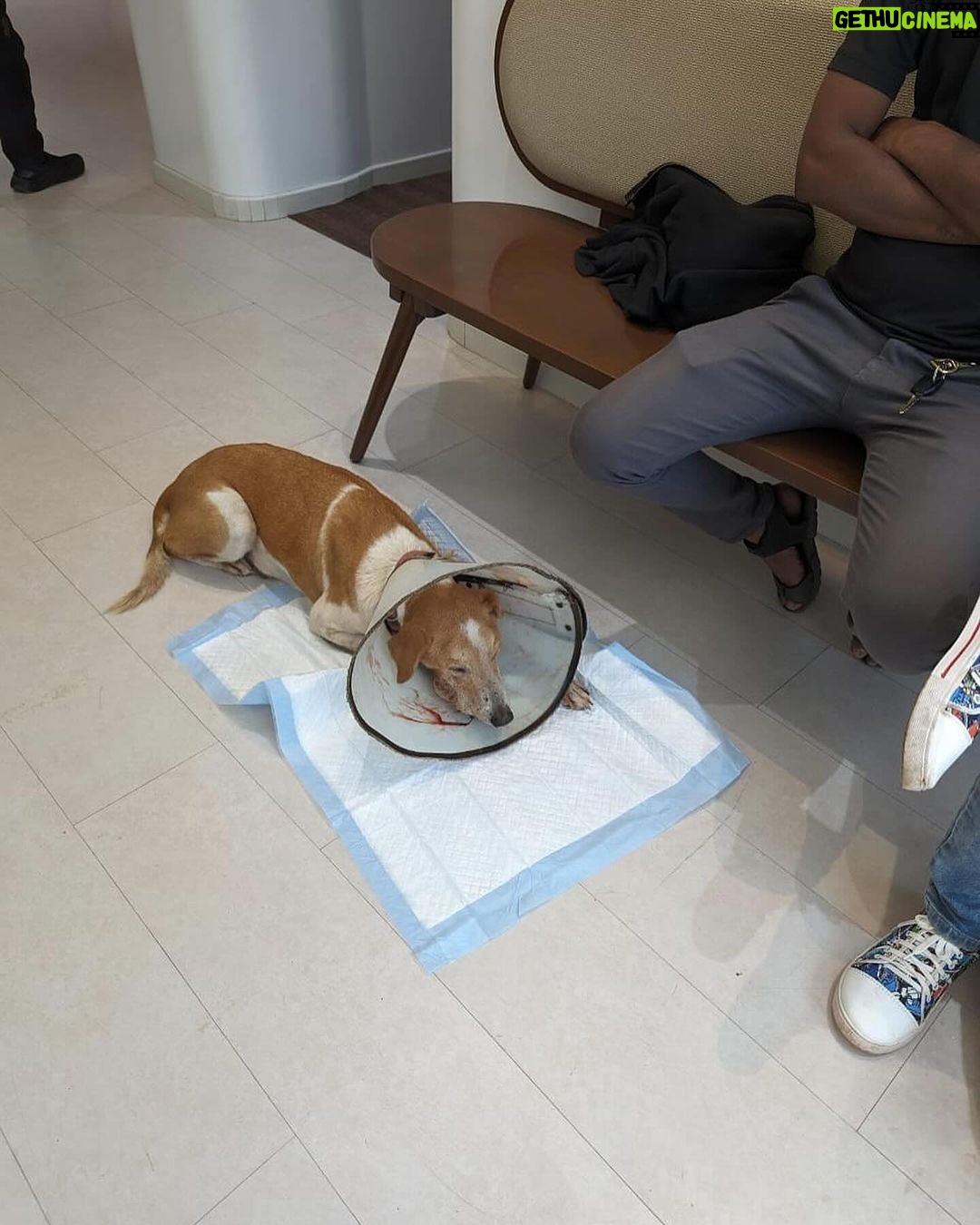 Swastika Mukherjee Instagram - Please donate and save this doggo ππ»ππ» Bank details to make a donation - Account number - 921020027695506 Name - Mypalclub Foundation Bank Name - The Axis Bank Ltd Location - Chitalsar, Thane IFSC code - UTIB0004710 Type of a/c - Current To donate via Gpay or any app, please scan the QR code. Details below. Posted @withregram β’ @mypalclub URGENT FUNDS NEEDED!! JARVIS, one of our lifetime wards has been diagnosed with oral melanoma - a form of cancer in the mouth. We noticed a swelling in his mouth in the second week of January and with 10 days, the growth has spread aggressively, occupying a major portion of his lower mandible. After consulting with his primary and specialist vets, we now have the option to have a surgery called a Mandibulectomy - removing the lower portion of his jaw, since this is the area affected with cancer at this time. There is no metastasis at this time and hence the vets have recommended this surgery for him. Jarvis is only 6 years old and he has a long life ahead. If there is any way we can help him live more years peacefully and without pain, we would choose to do that. The cost of the surgery alone is INR 85,000 and the rest of his care will definitely cost a lot. We want to give Jarvis a chance. He deserves this chance. Please please help Jarvis. Without your help, we will not be able to go ahead with this surgery and give him a chance to live. The vets have told us that the longer we wait, the more the chances are or things getting much worse. Every donation made is eligible to receive tax exemption too. Bank details to make a donation - Account number - 921020027695506 Name - Mypalclub Foundation Bank Name - The Axis Bank Ltd Location - Chitalsar, Thane IFSC code - UTIB0004710 Type of a/c - Current To donate via Gpay or any app, please scan the QR code. All donations are eligible to receive 80G tax exemption. Please send us your details so that we can send you the receipt. DM us @mypalclub on Instagram or email us on mypalclubfoundation@gmail.com You can also donate via the link - https://www.ketto.org/fundraiser/helpmypalclubfoundation