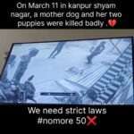 Swastika Mukherjee Instagram - #Nomore50 ❌ On March 11 in Kanpur's Shyam Nagar, a mother dog and her two puppies were killed badly 😔💔 . .@kanpurdehatpolice . . . . . . . . . . . . #stopanimalabuse #crueltyfree #explorepage #puppy #streetdogs