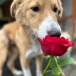 Swastika Mukherjee Instagram – Make everyday full of roses for them.❤️❤️
Posted @withregram • @daranimals BECAUSE DOGS DESERVE FLOWERS TOO. 🌹
Imagine the world through the eyes of a homeless dog. They wander the streets alone. Scared every minute. Longing for food. Searching for shelter. Hoping for some affection. Consider their fear and uncertainty of each new day. Consider their loneliness. Yet, these creatures are brave and loyal. They protect us and defend us when we’re in trouble. Some give their lives for their family. They bring us joy and happiness when we’re sad. They give us comfort and companionship when we fall sick. They give us plenty of reasons to laugh so hard till our stomachs hurt. They understand us  better than we understand them. They never judge your mistakes. So many dogs work with the police department and military helping protect our country. They don’t see you as a bad person or a good person – they love without reason.

Do we deserve dogs? Maybe. But they deserve a hundred times better than us. 

Love is all around us this month – please consider sharing some love with our BEST FRIENDS. Just Rs.3250/- or $40 can get them 2 wholesome meals + as many treats as they like. This is your chance to show them how much they mean to you by doing something small & special for them. We’ll send every donor the cutest V-Day card and a shoutout on insta. Will you be their Valentine? 💌  Donate at the link in bio. 🙏🏼 it’s a love story, baby just say YES! 

[roses, Valentine’s Day, be my Valentine, dogs deserve flowers, charity never goes to waste, love harder]