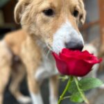 Swastika Mukherjee Instagram - Make everyday full of roses for them.❤️❤️ Posted @withregram • @daranimals BECAUSE DOGS DESERVE FLOWERS TOO. 🌹 Imagine the world through the eyes of a homeless dog. They wander the streets alone. Scared every minute. Longing for food. Searching for shelter. Hoping for some affection. Consider their fear and uncertainty of each new day. Consider their loneliness. Yet, these creatures are brave and loyal. They protect us and defend us when we’re in trouble. Some give their lives for their family. They bring us joy and happiness when we’re sad. They give us comfort and companionship when we fall sick. They give us plenty of reasons to laugh so hard till our stomachs hurt. They understand us better than we understand them. They never judge your mistakes. So many dogs work with the police department and military helping protect our country. They don’t see you as a bad person or a good person - they love without reason. Do we deserve dogs? Maybe. But they deserve a hundred times better than us. Love is all around us this month - please consider sharing some love with our BEST FRIENDS. Just Rs.3250/- or $40 can get them 2 wholesome meals + as many treats as they like. This is your chance to show them how much they mean to you by doing something small & special for them. We’ll send every donor the cutest V-Day card and a shoutout on insta. Will you be their Valentine? 💌 Donate at the link in bio. 🙏🏼 it’s a love story, baby just say YES! [roses, Valentine’s Day, be my Valentine, dogs deserve flowers, charity never goes to waste, love harder]