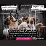 Swastika Mukherjee Instagram - Share this , raise your voice 🙏 #NoMore50 . . . . . . . . . . . . . . . . . . . . . . . . . . . . . . #animalcruelty #explorepage #stopanimalabuse malabuse #viral #instagood #featured #animallover #awareness #trend