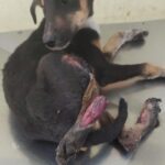 Swastika Mukherjee Instagram - *GRAPHIC CONTENT* DONATION APPEAL This 4 month old puppy met with a severe train accident and lost two limbs. He has been rescued by @pfa.official Hoogly. Please donate for them to provide medical treatment and a permanent shelter to the doggo. You can donate on the following Account. People for animals HOOGHLY.A/C no:2690101001219. Canara bank.serampore branch. IFSC:CNRB0002690. Gpay/Paytm:9007808999