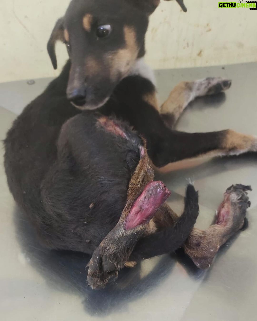 Swastika Mukherjee Instagram - *GRAPHIC CONTENT* DONATION APPEAL This 4 month old puppy met with a severe train accident and lost two limbs. He has been rescued by @pfa.official Hoogly. Please donate for them to provide medical treatment and a permanent shelter to the doggo. You can donate on the following Account. People for animals HOOGHLY.A/C no:2690101001219. Canara bank.serampore branch. IFSC:CNRB0002690. Gpay/Paytm:9007808999