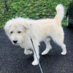 Swastika Mukherjee Instagram - Please help find Marshal. Spread the word. Posted @withregram • @tailsandtales._ Marshal is missing from Kufri, Shimla since 18th February. His parents are really worried. Please, PLEASE share this post and help us bring Marshal back home ❤️ . . . #lostdog #missingdog #shimla