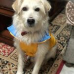 Swastika Mukherjee Instagram - Please help find Marshal. Spread the word. Posted @withregram • @tailsandtales._ Marshal is missing from Kufri, Shimla since 18th February. His parents are really worried. Please, PLEASE share this post and help us bring Marshal back home ❤️ . . . #lostdog #missingdog #shimla