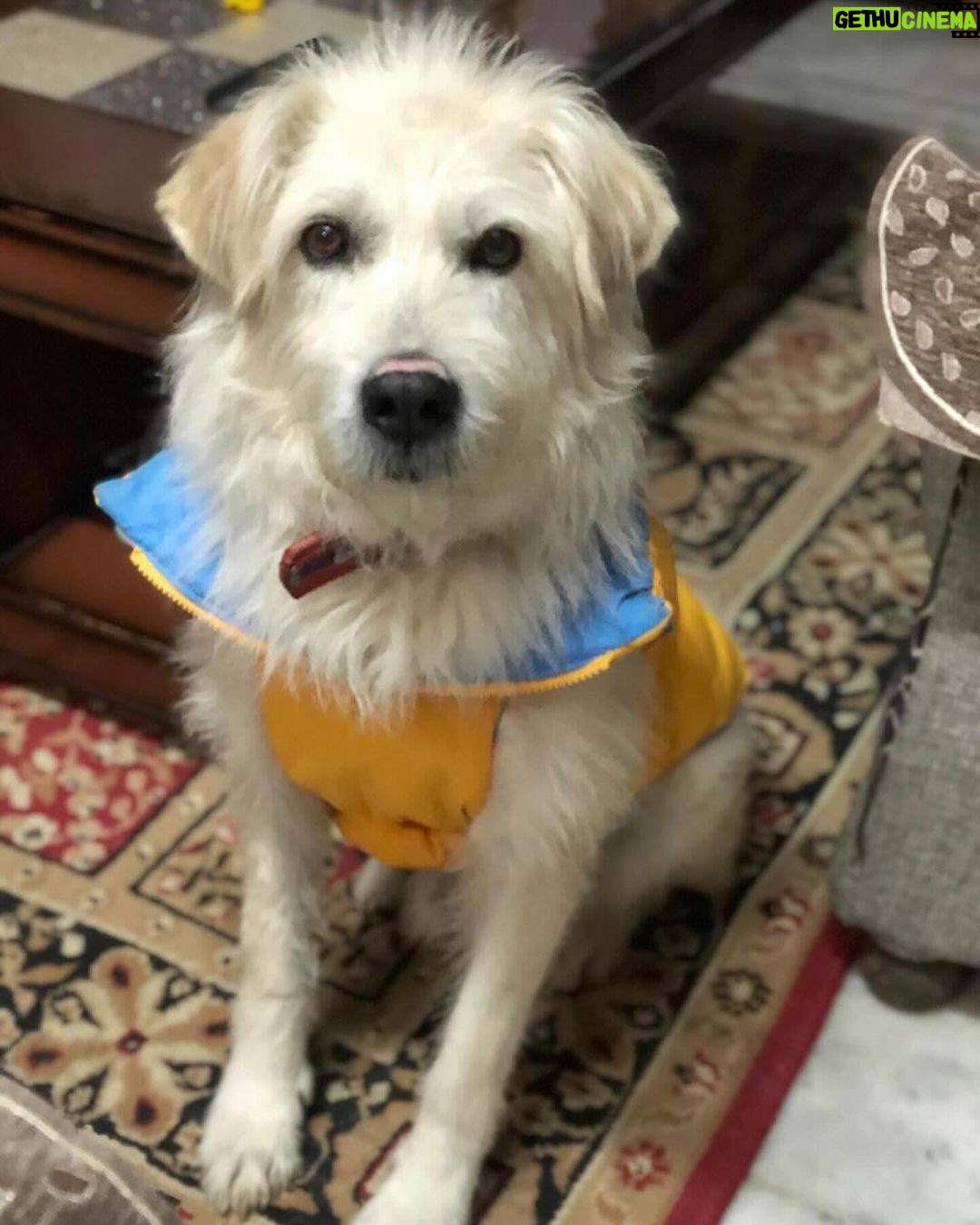 Swastika Mukherjee Instagram - Please help find Marshal. Spread the word. Posted @withregram • @tailsandtales._ Marshal is missing from Kufri, Shimla since 18th February. His parents are really worried. Please, PLEASE share this post and help us bring Marshal back home ❤️ . . . #lostdog #missingdog #shimla
