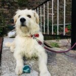 Swastika Mukherjee Instagram - Please help find Marshal. Spread the word. Posted @withregram • @tailsandtales._ Marshal is missing from Kufri, Shimla since 18th February. His parents are really worried. Please, PLEASE share this post and help us bring Marshal back home ❤️ . . . #lostdog #missingdog #shimla