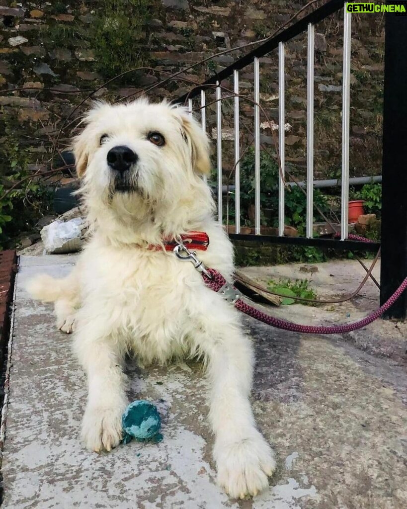Swastika Mukherjee Instagram - Please help find Marshal. Spread the word. Posted @withregram • @tailsandtales._ Marshal is missing from Kufri, Shimla since 18th February. His parents are really worried. Please, PLEASE share this post and help us bring Marshal back home ❤️ . . . #lostdog #missingdog #shimla