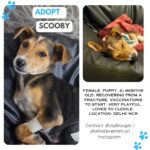 Swastika Mukherjee Instagram – URGENT ADOPTION APPEAL!

We have recently rescued a 2+ month old baby female Indie. She has a hip fracture, which I’d currently recovering. She is ADORABLE and loves cuddles. We have just started her vaccinations. 

We are pee training her. She’s comfortable in the presence of other dogs.

Location: DELHI NCR

Adoption ; India Adoptions ; Indie dog ; Rescue dog ; Adopt don’t shop Delhi – NCR