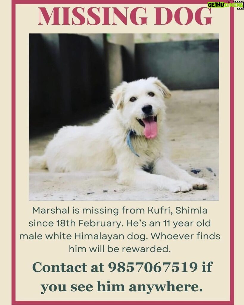Swastika Mukherjee Instagram - Please help find Marshal. Spread the word. Posted @withregram • @tailsandtales._ Marshal is missing from Kufri, Shimla since 18th February. His parents are really worried. Please, PLEASE share this post and help us bring Marshal back home ❤️ . . . #lostdog #missingdog #shimla