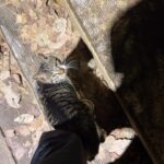 Tablo Instagram - cats love me for some reason