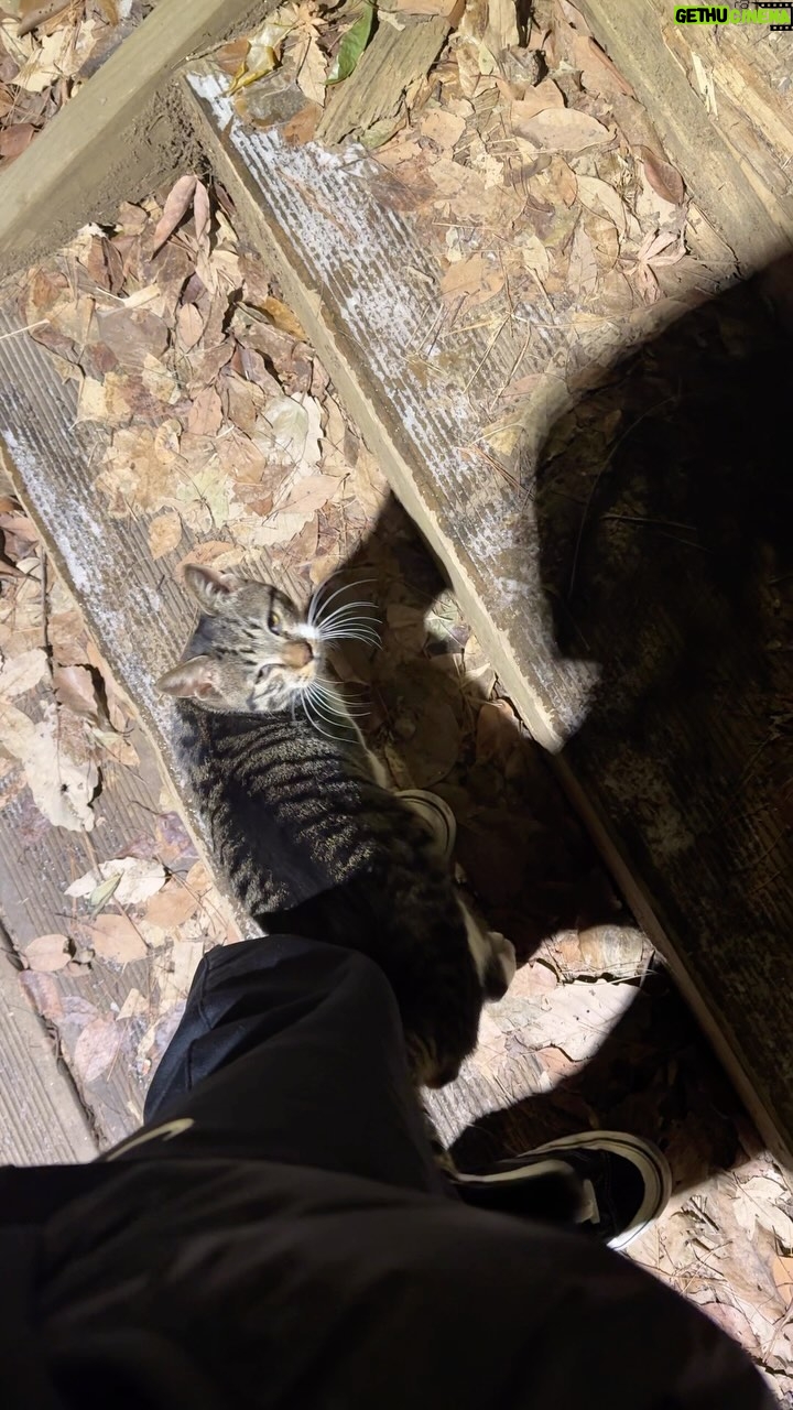 Tablo - 20.6K Likes - cats love me for some reason