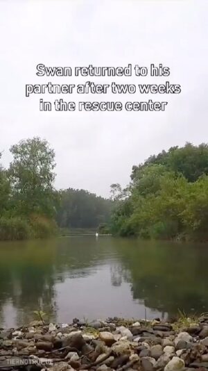 Tai Lopez Instagram - We aren’t the only species who falls in love … 

#swan #animals #mating #13thesis