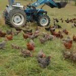 Tai Lopez Instagram – Free range chicken eggs taste so much better. We’ve forgotten the old ways.