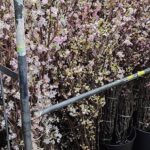 Takashi Murakami Instagram – On February 2, from 8 to 10 pm, a dinner party was held for my “Takashi Murakami: Mononoke Kyoto” exhibition, where about 5,000 cherry blossoms were in full bloom (80% of the flowers in bloom!) at once.
Floral artist Makoto Azuma (AMKK) is the one who pulled off this tremendous feat.

Makoto Azuma is a floral artist who has been creating flower arrangements in outer space, executing a large floral installation deep under the sea, arranging flowers in a frigid world of absolute zero, and growing plants in a kind of perpetually circulating nature device invented by humans long ago. He is an artist with a concept of symbiosis between humans and plants, who works with flower as his theme.

Twenty years ago, when I received flowers from Mr. Koichi Inaba, the president of the management company of the folk duo, Yuzu, I was very much impressed; they were arranged by Mr. Azuma. Later, I saw Mr. Azuma in a TV documentary, sobbing and stomping in frustration. Intrigued by this very unusual person, I went to visit him at his studio in an old house in Azabu.

I really wished to organize a dinner with cherry blossoms as the theme, so I approached Mr. Azuma around mid-December last year. He kindly and readily agreed and immediately got to work: He cut 5,000 Cherry branches, put them in a greenhouse, closely managed the temperature, and on February 2, the very day of the dinner, he made the cherry blossoms bloom at the optimal 80%.

I guess he is what you would rightfully call a genius.
He really realized an installation of cherry blossoms in full bloom, filling the venue with the smell of beautifully cut flowers, which left us gaping in awe.
My sincerest gratitude, Mr. Azuma.

@amkk_project @jardins.des.fleurs @azumamakoto @takashimurakami_mononoke_kyoto by 
#azumamakoto #amkk #amkkproject #shiinokishunsuke #naritaeri #cherryblossom
#kyotocitykyoceramuseumofart #kyoto #art #TakashiMurakami #mononokekyoto