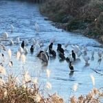 Takashi Murakami Instagram – Many birds were gathered in one place.
morning!
鳥がたくさん一箇所に集まってました。
あさぁ。 Saitama Prefecture