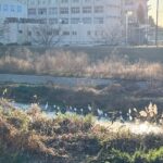 Takashi Murakami Instagram – Many birds were gathered in one place.
morning!
鳥がたくさん一箇所に集まってました。
あさぁ。 Saitama Prefecture