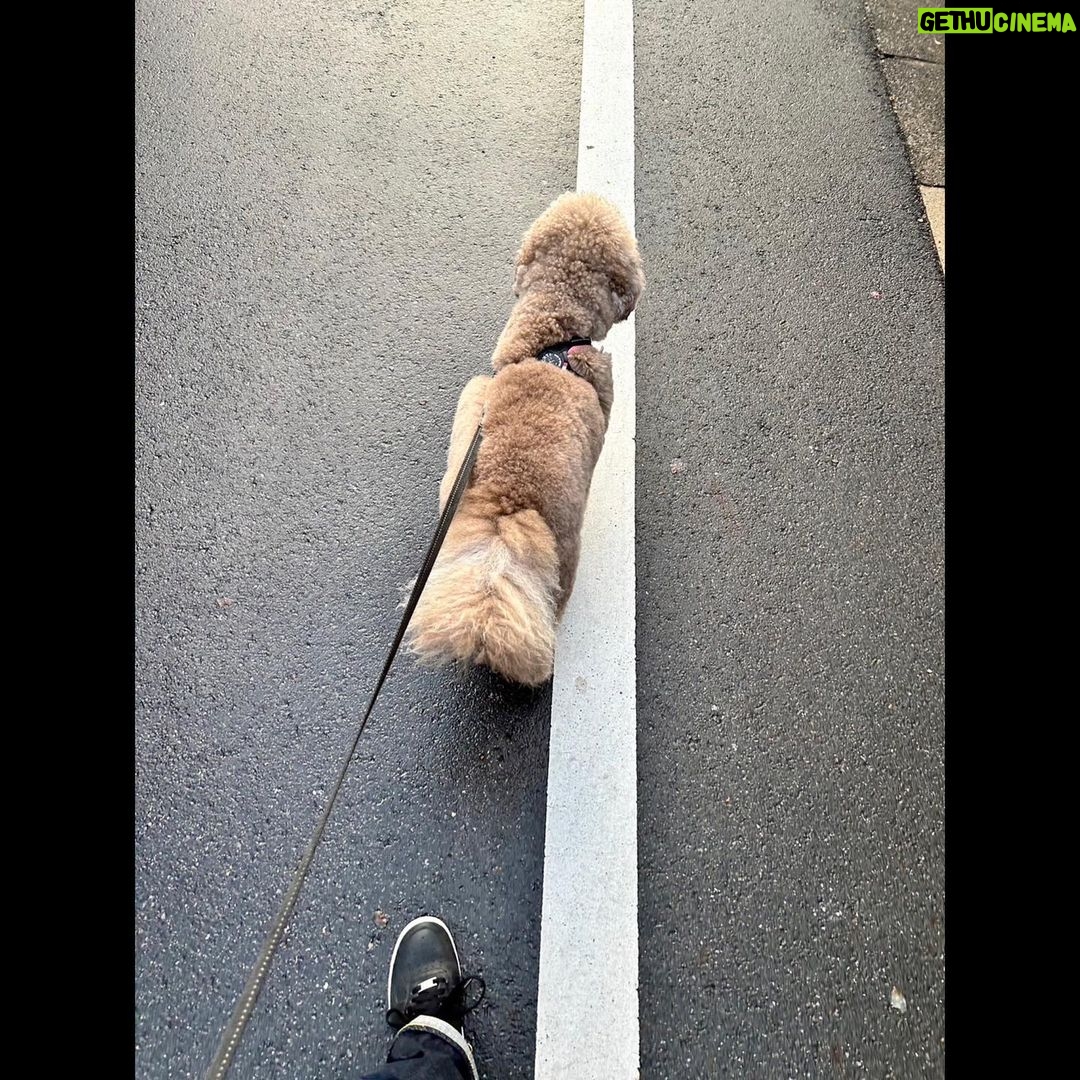 Takuya Kimura Instagram - 「雨が上がったタイミングで出動! 犬が家族に居る人達は、やっぱり同じタイミングになるんですね。 そして、やたらと魅力的な椿の色!」 拓哉 #木村拓哉#TakuyaKimura
