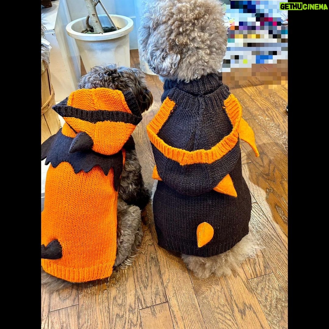 Takuya Kimura - 139.5K Likes -
「HAPPY HALLOWEEN❕」
PEACE‼︎
STAYSAFE!
拓哉
#木村拓哉#TakuyaKimura