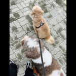 Takuya Kimura Instagram - ⁡ ⁡ ⁡ 「雨が上がってるタイミングで出動❕ 気温が下がっても、湿度が高いとかなり暑くなりますね…。 ロンTは、未だ早かったです。」 ⁡ PEACE‼︎ ⁡ STAYSAFE! ⁡ 拓哉 #木村拓哉#TakuyaKimura