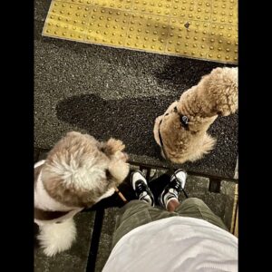 Takuya Kimura Instagram - ⁡
⁡
⁡
「そしてナイトパトロールへ。
2回に分けて出動したら、12000歩になってましたぁ〜❕
最初は汗が吹き出しましたが、後半は風が気持ち良かったです。」
⁡
PEACE‼︎
⁡
STAYSAFE!
⁡
拓哉
#木村拓哉#TakuyaKimura