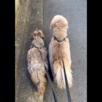 Takuya Kimura Instagram – ⁡
⁡
⁡
「撮影が巻いて終わったので、帰宅して直ぐに出動！
盛り上がって歩いていたら、11800歩に…。
ひい爺ぃ〜も、風を受けて気持ち良さそうでした！」
⁡
拓哉
#木村拓哉#TakuyaKimura