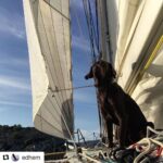 Taner Ölmez Instagram - #Repost @edhem (@get_repost) ・・・ Denizci bir köpekti Django! Telefonlar susmuyor ve bu yaşananlara tepki büyüyor. Bütün süreç belki de insanlıktan uzaklaştığımız bir dönemde bize tekrar birlik olmayı, merhametli olmayı hatırlattı. Ocu ya da bucu olmaktan öte önce insan olmak ama iyi insan olmak gerekli. Sonra da güzel ülkemizde herkesin ve hayvanın canına saygılı bir yaşam sürmek gerekli. Bozburun Jandarma bize kanunların kısıtlaması içerisinde olabilcek en iyi şekilde destek oldu. Bu suçlunun hala dolaşıyor olması Cezaların caydırıcı olmamasından. Herkese desteğinden dolayı çok teşekkür ederiz. Olabildiğince mesajlara cevap vermeye çalışıyoruz ama yetişemiyoruz, lütfen kusura bakmayın. Ama hepsi bizim için çok kıymetli. Bize yalnız olmadığımızı hissettirdiniz. Başımıza gelenleri en detaylı şekilde bugün köşesinde yazan @armanayse çok teşekkürler. Ayrıca @cagdasertuna da her zamanki zerafeti ile köşesini bize ayırmış 🙏🏻🙏🏻🙏🏻 change.orgtr bize inanilmaz destek oluyor. Kampanyanin yurutulmesi konusunda herturlu yardimi yapiyorlar. Siz de lutfen destek olun, bu kampanyayi yayin. Belki dunyayi degistiremeyiz bir anda ama bir adim dahi ileri gidebilsek o da yeterli. Sonra gerisi mutlaka gelecektir. En büyük şerlerde en büyük hayırlar gizlidir. Bunu çıkarmak bize kalmış. Change.org/djangobozburun. #djangobozburun
