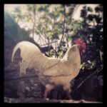 Taner Ölmez Instagram – 🐓