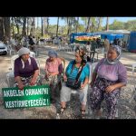 Tarkan Instagram - Doğanın hakları var! Akbelen ormanlarını rahat bırakın! Bu katliama direnen bölgedeki herkesin yanındayım. Nature has rights! Leave the forests of Akbelen alone! I’m with the people of the region who are fighting against this massacre of nature. #AkbeleneDokunma #AkbeleniRahatBırak #DoğanınHaklarıVar
