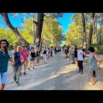 Tarkan Instagram - Doğanın hakları var! Akbelen ormanlarını rahat bırakın! Bu katliama direnen bölgedeki herkesin yanındayım. Nature has rights! Leave the forests of Akbelen alone! I’m with the people of the region who are fighting against this massacre of nature. #AkbeleneDokunma #AkbeleniRahatBırak #DoğanınHaklarıVar