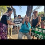 Tarkan Instagram - Doğanın hakları var! Akbelen ormanlarını rahat bırakın! Bu katliama direnen bölgedeki herkesin yanındayım. Nature has rights! Leave the forests of Akbelen alone! I’m with the people of the region who are fighting against this massacre of nature. #AkbeleneDokunma #AkbeleniRahatBırak #DoğanınHaklarıVar