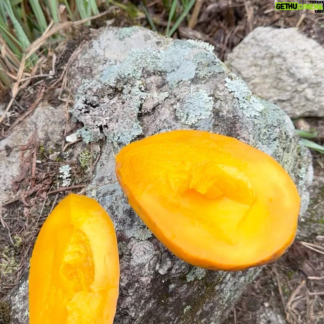 Taz Skylar Instagram - ๐๏ธ๐ฅ๐
Eating Peruvian cacao and coca leaves on the Inca trail is easily one of the highlights of my year! Machupicchu, Cuzco, Perรบ