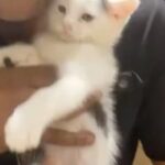 Terrence Howard Instagram - So happy that all of them found their forever homes ❤️ #fosterkittens #adoptpets #lovemakesyoubeautiful