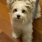 Théo Medon Instagram - passo a passo: como conseguir uma foto com seu cachorro 1: brinque com ele, para relaxar seu pet 2: convença ele, converse seriamente! 3: parabenize seu animal! e a foto de capa foi a ÚNICA, repito, a ÚNICA foto q eu consegui 😗 #theomedon #cachorro #pet