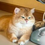 Thanatsaran Samthonglai Instagram - Gusto kong maging pusa 🐱